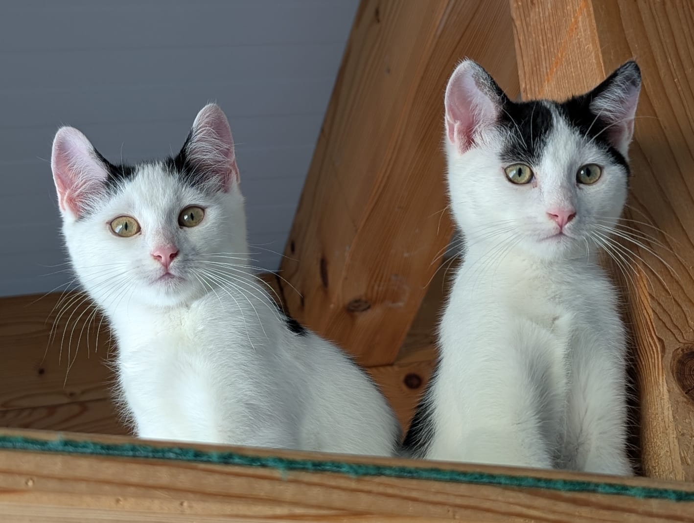 Max und Moritz